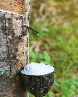 Natural Rubber, Natural Rubber Properties, Natural Rubber Uses, Natural  Rubber Information, Natural Rubber Industry