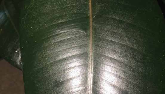 tips to remove rubber mildew